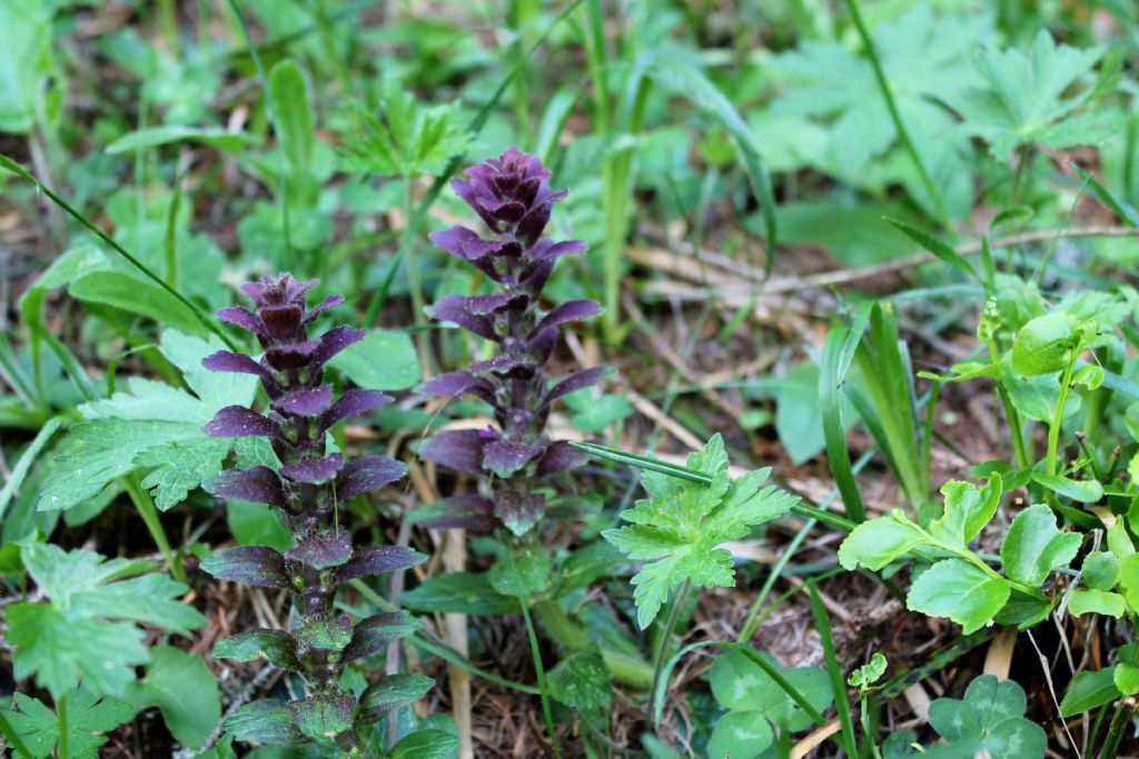 Ajuga pyramidalis